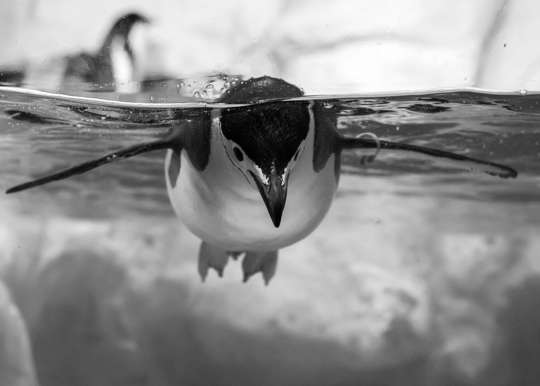penguin1.jpg