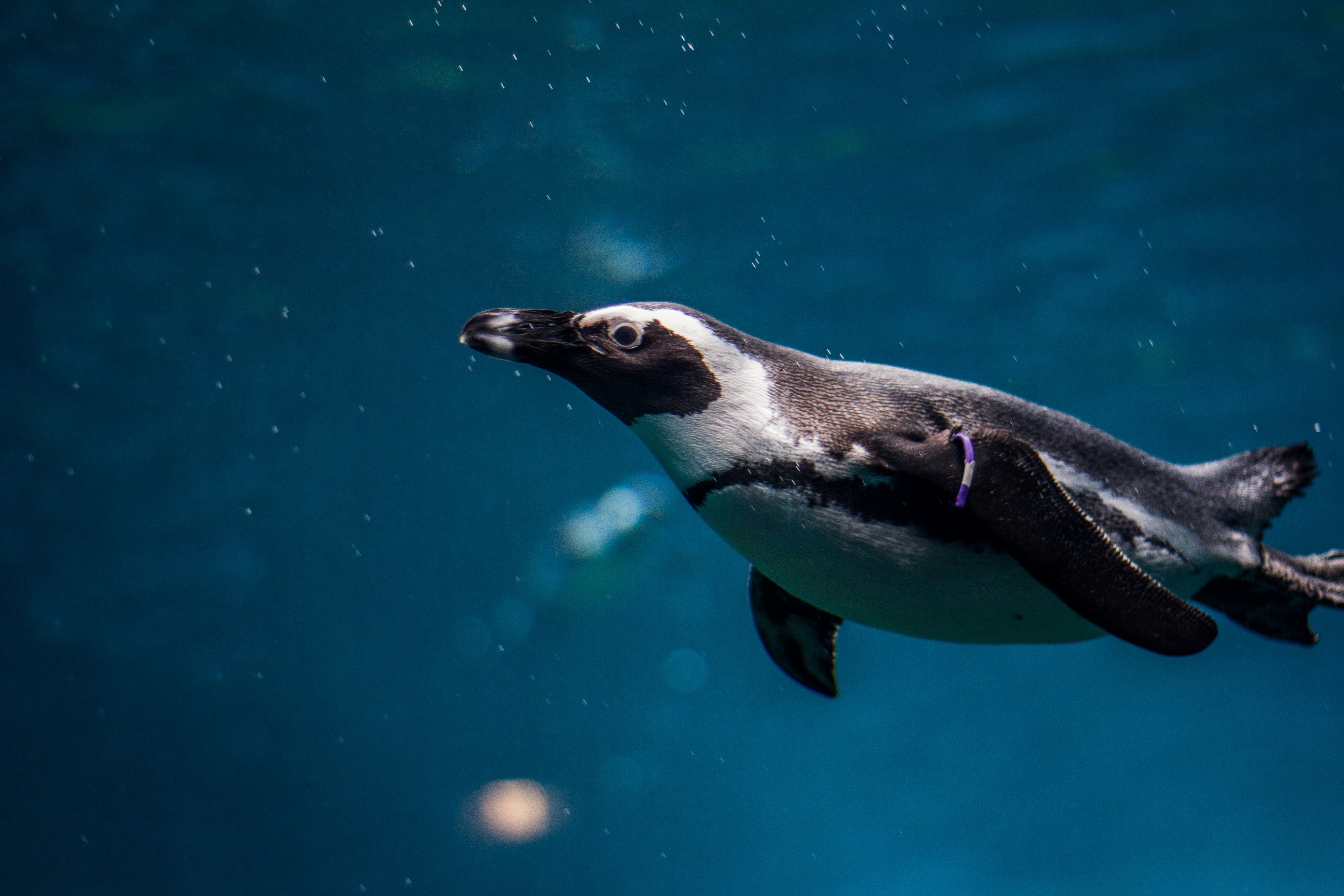 penguin2.jpg