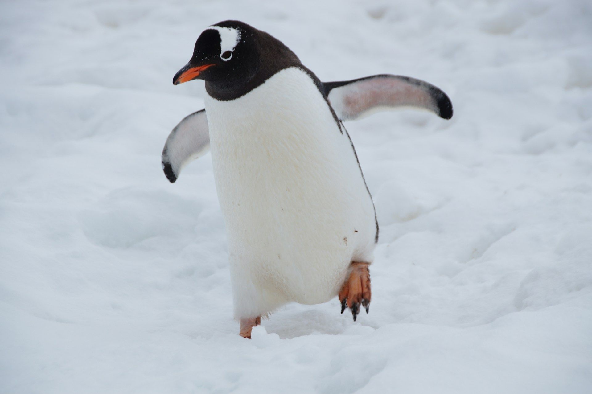 penguin3.jpg